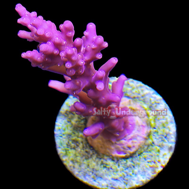 Salty Underground: Red Dragon Carduus Acropora