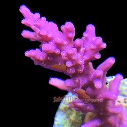 Red Dragon Acropora