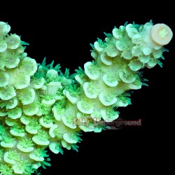 Toxic Green Acropora