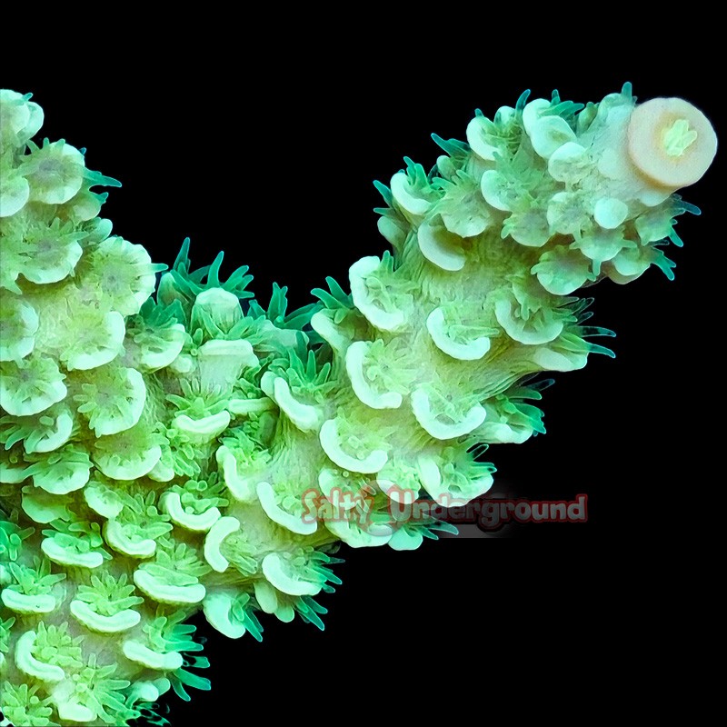 Toxic Green Acropora