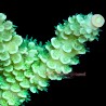Toxic Green Acropora