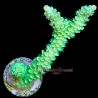 Toxic Green Acropora