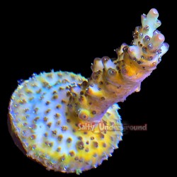 Yellow Jacket Acropora