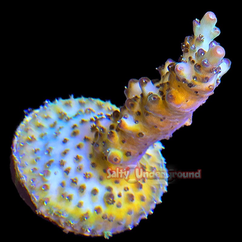 Yellow Jacket Acropora