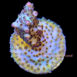 Yellow Jacket Acropora