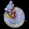 Yellow Jacket Acropora