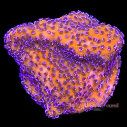 Montipora Mystic Sunset Plug