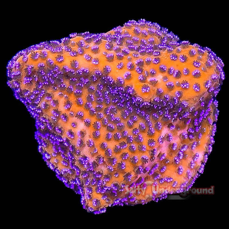 Salty Underground Mystic Sunset Montipora