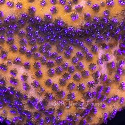 Montipora Mystic Sunset Plug