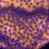 Montipora Mystic Sunset Plug
