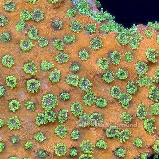 Salty Underground: Tropic Thunder Montipora