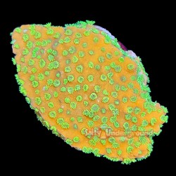 Montipora Sunset