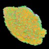 Montipora Sunset