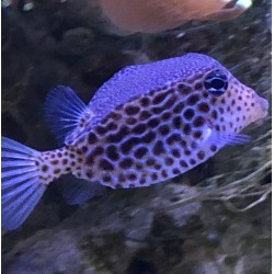 Reticulated Boxfish (female)