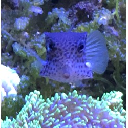 Reticulated Boxfish (female)