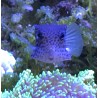 Reticulated Boxfish (female)