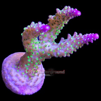 Salty Underground: Bali Tricolor Acropora