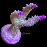 Grape Ape Acropora