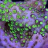 Grape Ape Acropora