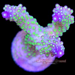 Grape Ape Acropora