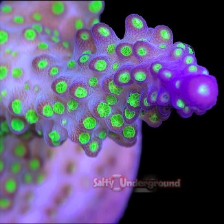Salty Underground: Bali Tricolor Acropora