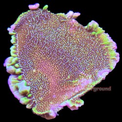 Montipora Spongodes