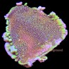 Montipora Spongodes
