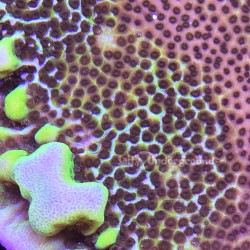 Montipora Spongodes