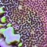 Montipora Spongodes