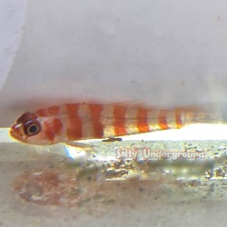 Candy Cane Pygmy Goby...