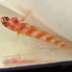 Candy Cane Pygmy Goby (Trimma cana)
