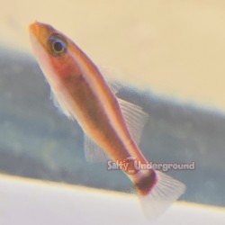 Red Spot Tail Pygmy Goby...