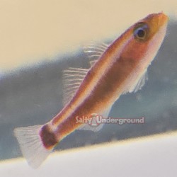 Red Spot Tail Pygmy Goby (Trimma caudomaculatum)