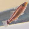 Red Spot Tail Pygmy Goby (Trimma caudomaculatum)