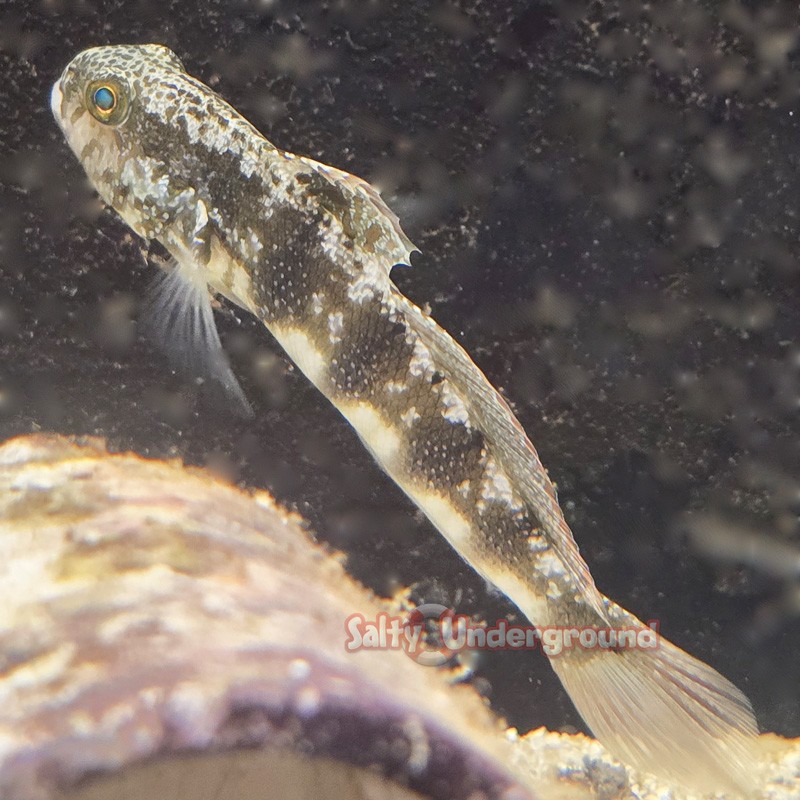 Sphynx Goby (Amblygobius sphynx)
