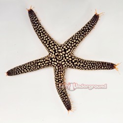 Orange Beaded Starfish