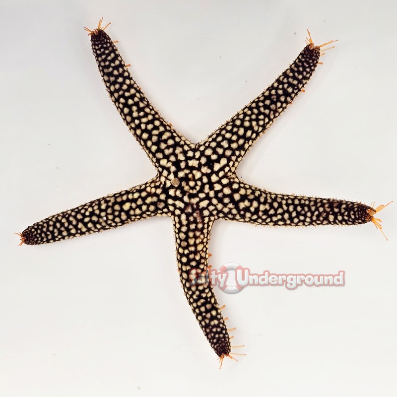 Orange Beaded Starfish