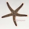 Orange Beaded Starfish