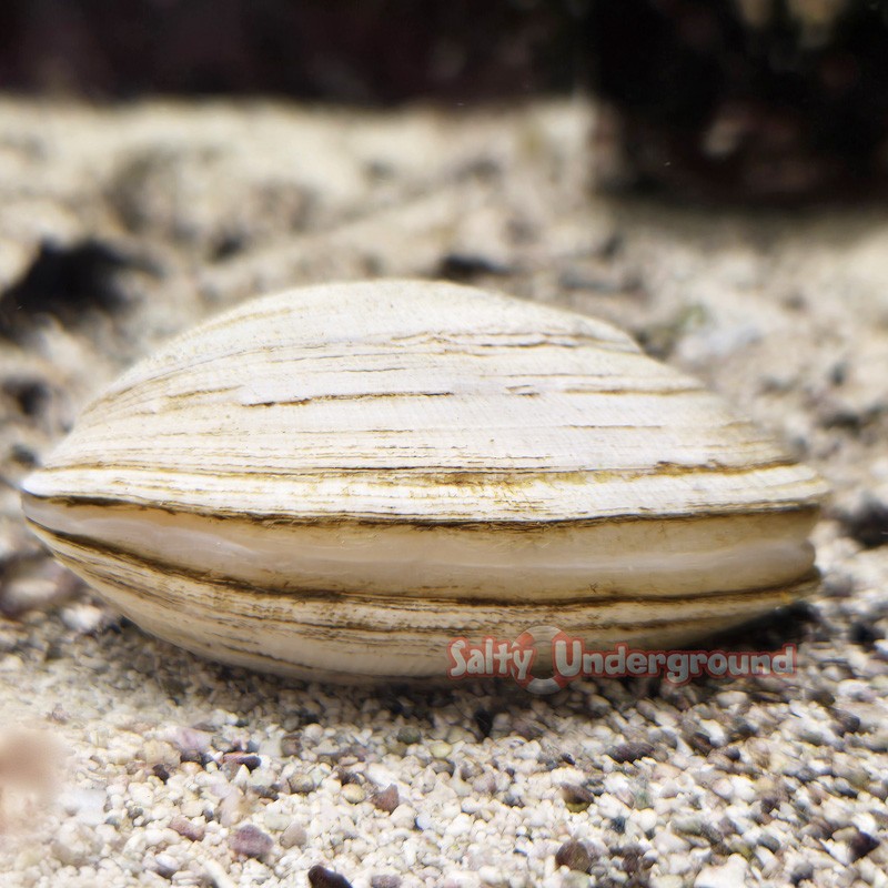 Mercenary Clam