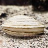 Mercenary Clam