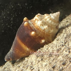 Fighting Conch (Strombus Alatur) - Medium 2-4"