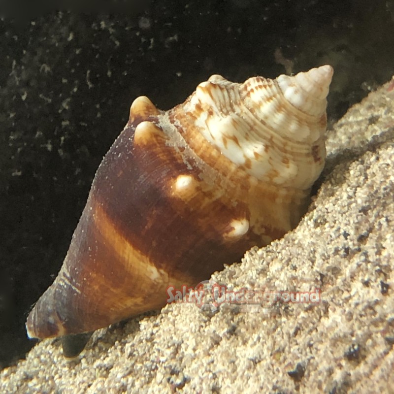 Fighting Conch (Strombus Alatur) - Medium 2-4"
