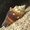 Fighting Conch (Strombus Alatur) - Medium 2-4"