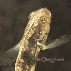 Sphynx Goby (Amblygobius sphynx)
