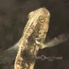 Sphynx Goby (Amblygobius sphynx)