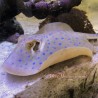 Blue Dot Stingray 15-20 inches