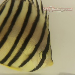 Eight Banded Butterflyfish  (Chaetodon octofasciatus )