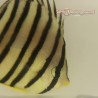Eight Banded Butterflyfish  (Chaetodon octofasciatus )