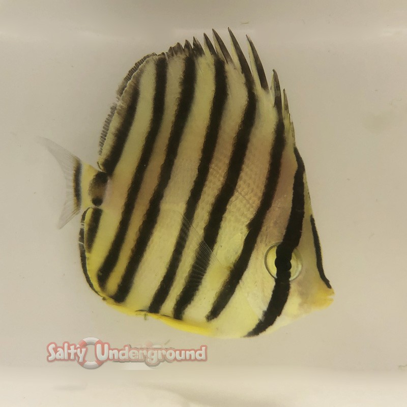Eight Banded Butterflyfish  (Chaetodon octofasciatus )