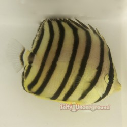 Eight Banded Butterflyfish  (Chaetodon octofasciatus )